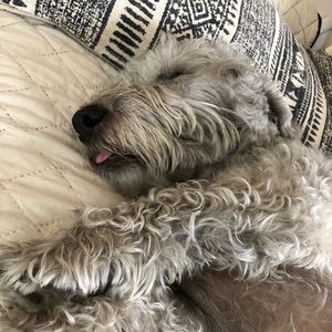 Meet your Posher, Grace